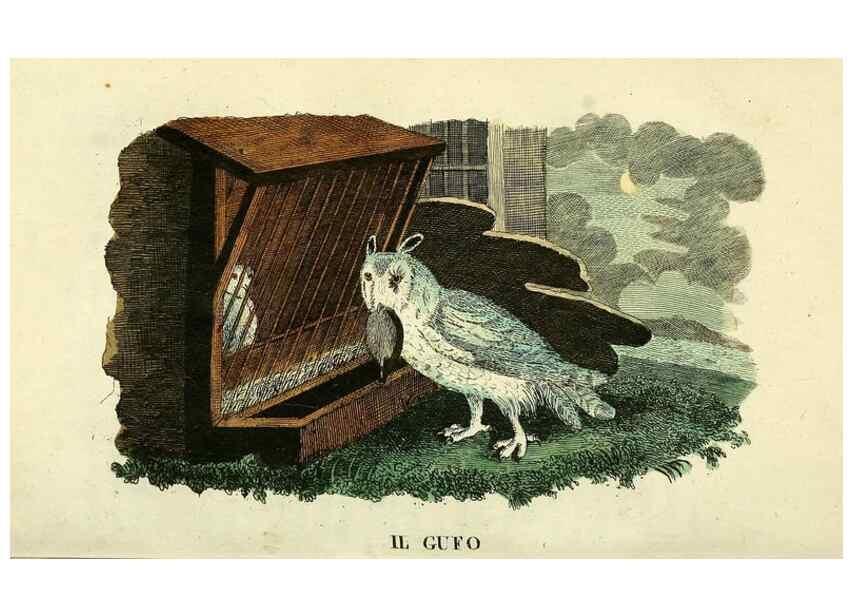 Reproducción/Reproduction 49742896032: Il gabinetto del giovane naturalista. Milano :Presso Omobono Manini,1825-1826.. 