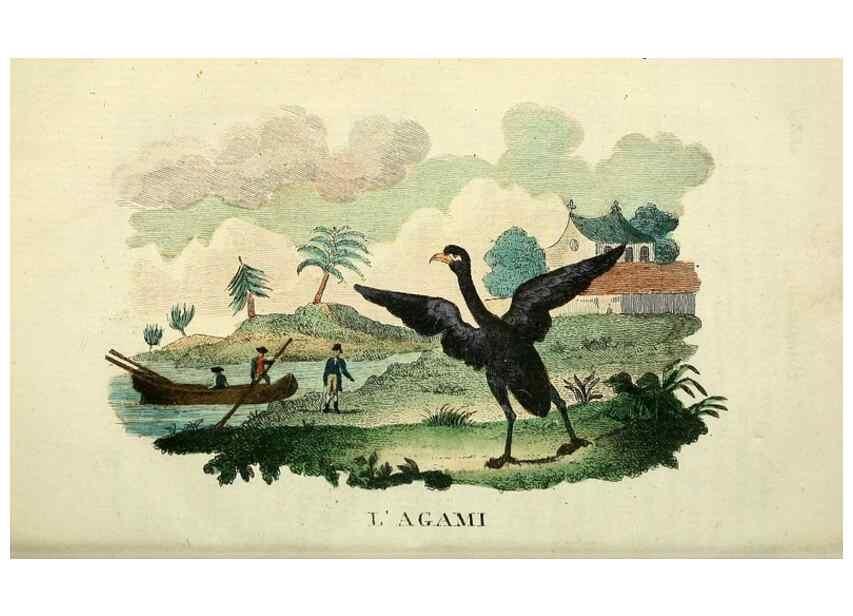 Reproducción/Reproduction 49742024838: Il gabinetto del giovane naturalista. Milano :Presso Omobono Manini,1825-1826.. 