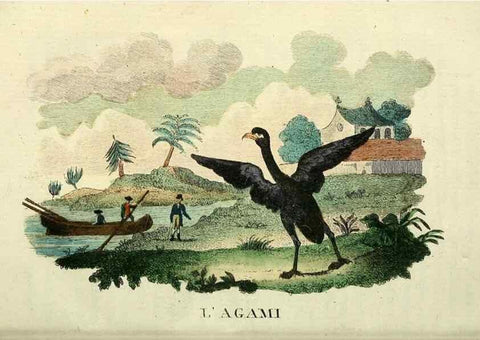 Reproducción/Reproduction 49742024838: Il gabinetto del giovane naturalista. Milano :Presso Omobono Manini,1825-1826.. 