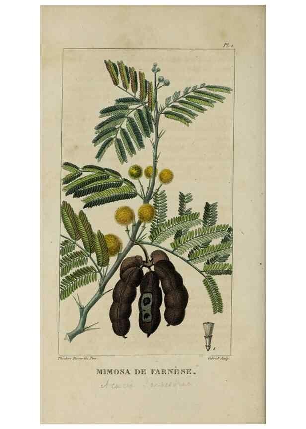 Reproducción/Reproduction 49743489392: Flore pittoresque et médicale des Antilles, ou, Histoire naturelle des plantes usuelles des colonies françaises, anglaises, espagnoles, et portugaises /. Paris :Ches l'Editeur,1833.. 