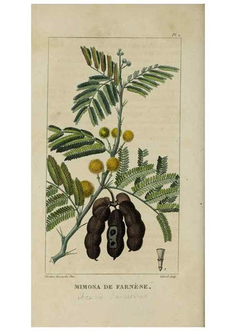Reproducción/Reproduction 49743489392: Flore pittoresque et médicale des Antilles, ou, Histoire naturelle des plantes usuelles des colonies françaises, anglaises, espagnoles, et portugaises /. Paris :Ches l'Editeur,1833.. 