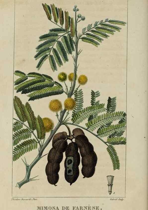 Reproducción/Reproduction 49743489392: Flore pittoresque et médicale des Antilles, ou, Histoire naturelle des plantes usuelles des colonies françaises, anglaises, espagnoles, et portugaises /. Paris :Ches l'Editeur,1833.. 