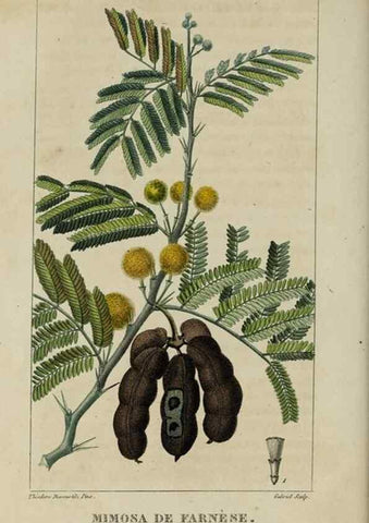 Reproducción/Reproduction 49743489392: Flore pittoresque et médicale des Antilles, ou, Histoire naturelle des plantes usuelles des colonies françaises, anglaises, espagnoles, et portugaises /. Paris :Ches l'Editeur,1833.. 