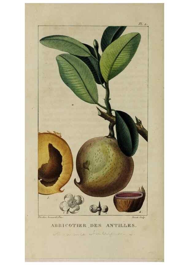 Reproducción/Reproduction 49743489687: Flore pittoresque et médicale des Antilles, ou, Histoire naturelle des plantes usuelles des colonies françaises, anglaises, espagnoles, et portugaises /. Paris :Ches l'Editeur,1833.. 
