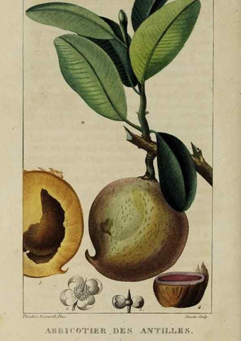 Reproducción/Reproduction 49743489687: Flore pittoresque et médicale des Antilles, ou, Histoire naturelle des plantes usuelles des colonies françaises, anglaises, espagnoles, et portugaises /. Paris :Ches l'Editeur,1833.. 