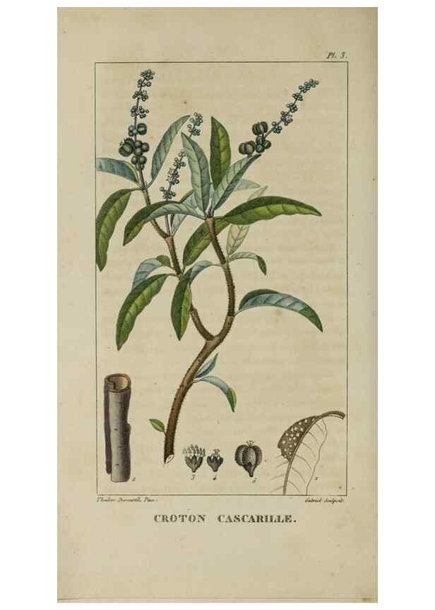 Reproducción/Reproduction 49742619288: Flore pittoresque et médicale des Antilles, ou, Histoire naturelle des plantes usuelles des colonies françaises, anglaises, espagnoles, et portugaises /. Paris :Ches l'Editeur,1833.. 
