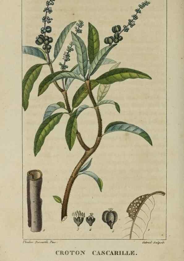 Reproducción/Reproduction 49742619288: Flore pittoresque et médicale des Antilles, ou, Histoire naturelle des plantes usuelles des colonies françaises, anglaises, espagnoles, et portugaises /. Paris :Ches l'Editeur,1833.. 