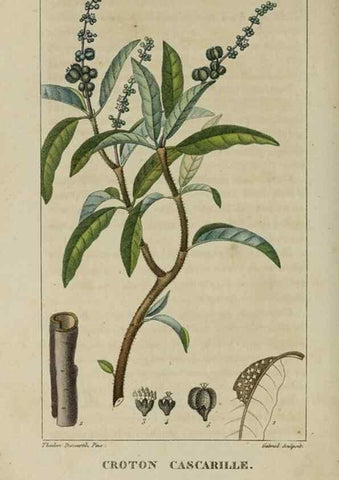 Reproducción/Reproduction 49742619288: Flore pittoresque et médicale des Antilles, ou, Histoire naturelle des plantes usuelles des colonies françaises, anglaises, espagnoles, et portugaises /. Paris :Ches l'Editeur,1833.. 