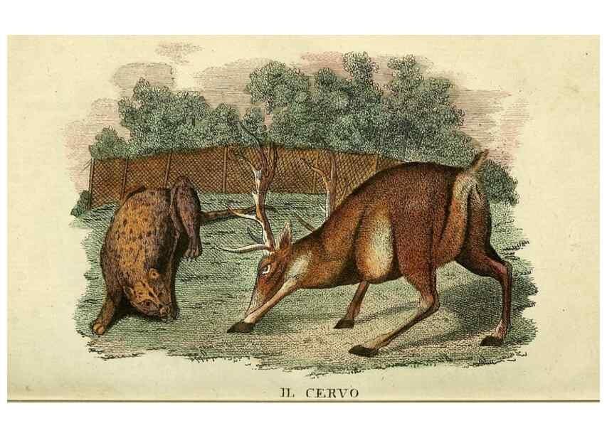 Reproducción/Reproduction 49741918038: Il gabinetto del giovane naturalista. Milano :Presso Omobono Manini,1825-1826.. 