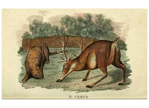 Reproducción/Reproduction 49741918038: Il gabinetto del giovane naturalista. Milano :Presso Omobono Manini,1825-1826.. 