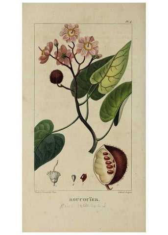 Reproducción/Reproduction 49742619573: Flore pittoresque et médicale des Antilles, ou, Histoire naturelle des plantes usuelles des colonies françaises, anglaises, espagnoles, et portugaises /. Paris :Ches l'Editeur,1833.. 