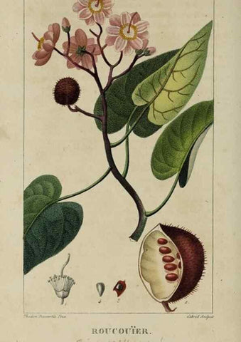 Reproducción/Reproduction 49742619573: Flore pittoresque et médicale des Antilles, ou, Histoire naturelle des plantes usuelles des colonies françaises, anglaises, espagnoles, et portugaises /. Paris :Ches l'Editeur,1833.. 