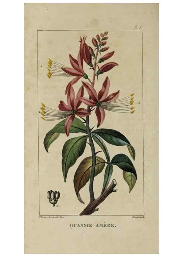 Reproducción/Reproduction 49743169146: Flore pittoresque et médicale des Antilles, ou, Histoire naturelle des plantes usuelles des colonies françaises, anglaises, espagnoles, et portugaises /. Paris :Ches l'Editeur,1833.. 