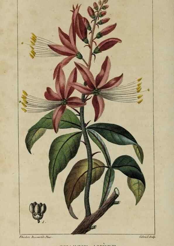 Reproducción/Reproduction 49743169146: Flore pittoresque et médicale des Antilles, ou, Histoire naturelle des plantes usuelles des colonies françaises, anglaises, espagnoles, et portugaises /. Paris :Ches l'Editeur,1833.. 