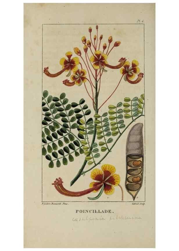 Reproducción/Reproduction 49742620138: Flore pittoresque et médicale des Antilles, ou, Histoire naturelle des plantes usuelles des colonies françaises, anglaises, espagnoles, et portugaises /. Paris :Ches l'Editeur,1833.. 