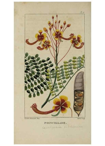 Reproducción/Reproduction 49742620138: Flore pittoresque et médicale des Antilles, ou, Histoire naturelle des plantes usuelles des colonies françaises, anglaises, espagnoles, et portugaises /. Paris :Ches l'Editeur,1833.. 