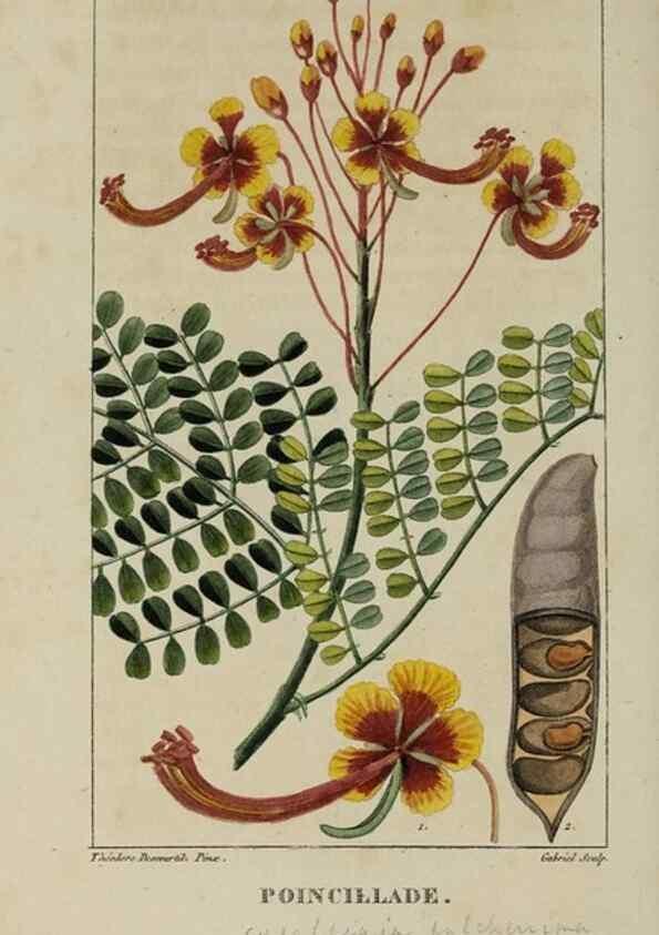 Reproducción/Reproduction 49742620138: Flore pittoresque et médicale des Antilles, ou, Histoire naturelle des plantes usuelles des colonies françaises, anglaises, espagnoles, et portugaises /. Paris :Ches l'Editeur,1833.. 