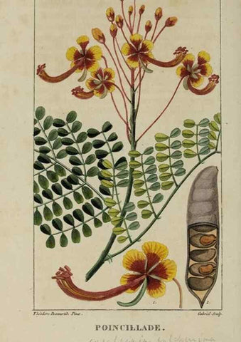 Reproducción/Reproduction 49742620138: Flore pittoresque et médicale des Antilles, ou, Histoire naturelle des plantes usuelles des colonies françaises, anglaises, espagnoles, et portugaises /. Paris :Ches l'Editeur,1833.. 