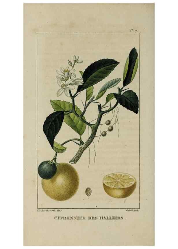Reproducción/Reproduction 49743491277: Flore pittoresque et médicale des Antilles, ou, Histoire naturelle des plantes usuelles des colonies françaises, anglaises, espagnoles, et portugaises /. Paris :Ches l'Editeur,1833.. 