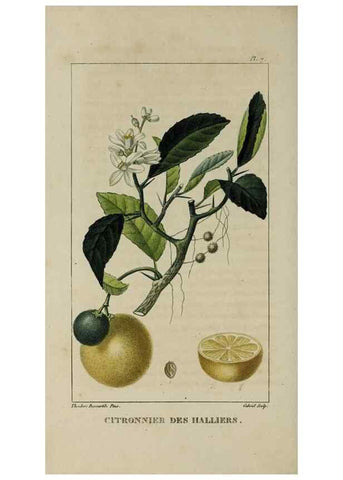 Reproducción/Reproduction 49743491277: Flore pittoresque et médicale des Antilles, ou, Histoire naturelle des plantes usuelles des colonies françaises, anglaises, espagnoles, et portugaises /. Paris :Ches l'Editeur,1833.. 