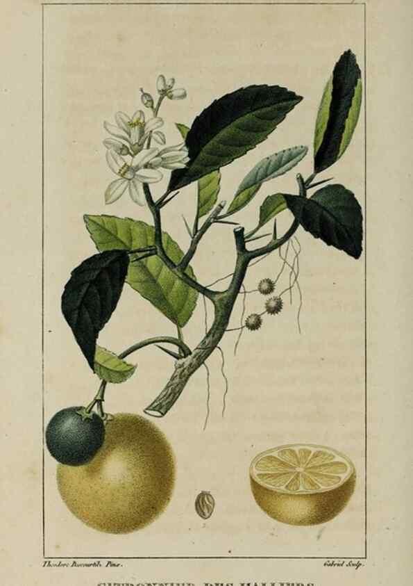 Reproducción/Reproduction 49743491277: Flore pittoresque et médicale des Antilles, ou, Histoire naturelle des plantes usuelles des colonies françaises, anglaises, espagnoles, et portugaises /. Paris :Ches l'Editeur,1833.. 