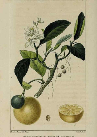 Reproducción/Reproduction 49743491277: Flore pittoresque et médicale des Antilles, ou, Histoire naturelle des plantes usuelles des colonies françaises, anglaises, espagnoles, et portugaises /. Paris :Ches l'Editeur,1833.. 