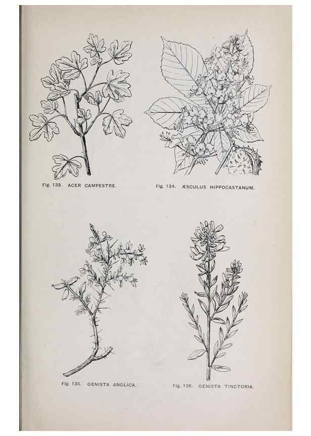Reproducción/Reproduction 49742708038: The flora of the Liverpool district /. Liverpool :D. Marples & Co.,1902.. 