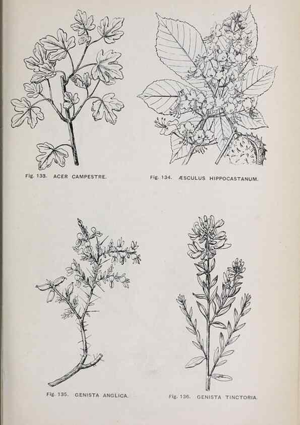 Reproducción/Reproduction 49742708038: The flora of the Liverpool district /. Liverpool :D. Marples & Co.,1902.. 