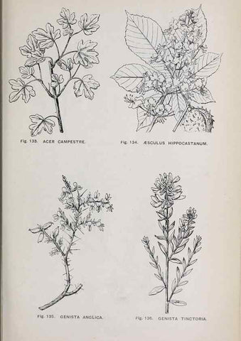 Reproducción/Reproduction 49742708038: The flora of the Liverpool district /. Liverpool :D. Marples & Co.,1902.. 
