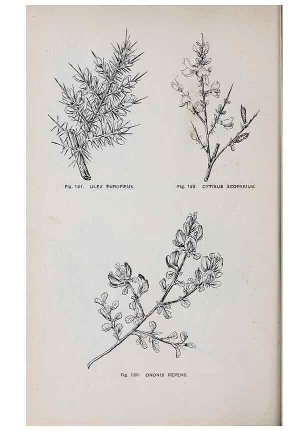 Reproducción/Reproduction 49742708278: The flora of the Liverpool district /. Liverpool :D. Marples & Co.,1902.. 