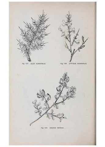 Reproducción/Reproduction 49742708278: The flora of the Liverpool district /. Liverpool :D. Marples & Co.,1902.. 