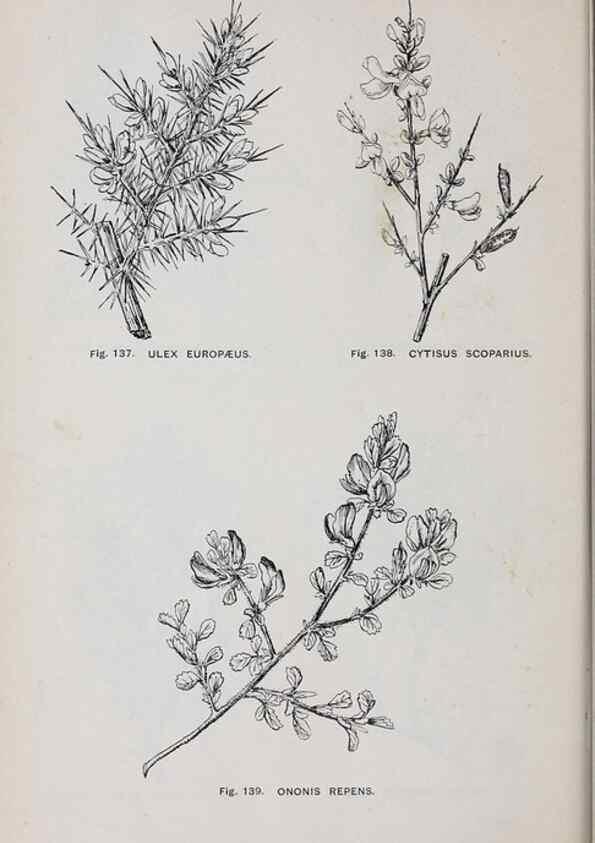 Reproducción/Reproduction 49742708278: The flora of the Liverpool district /. Liverpool :D. Marples & Co.,1902.. 