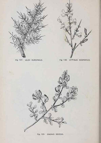 Reproducción/Reproduction 49742708278: The flora of the Liverpool district /. Liverpool :D. Marples & Co.,1902.. 