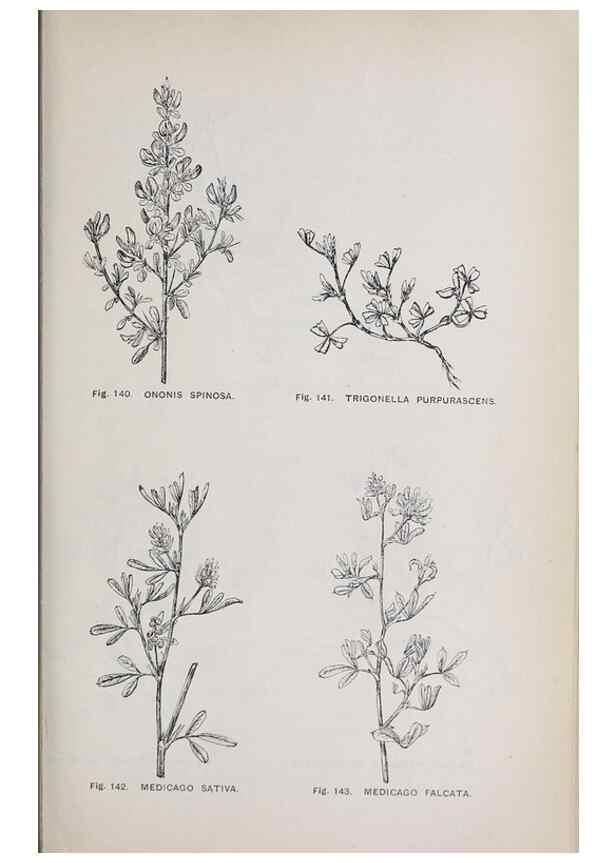 Reproducción/Reproduction 49742708498: The flora of the Liverpool district /. Liverpool :D. Marples & Co.,1902.. 