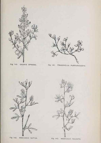 Reproducción/Reproduction 49742708498: The flora of the Liverpool district /. Liverpool :D. Marples & Co.,1902.. 