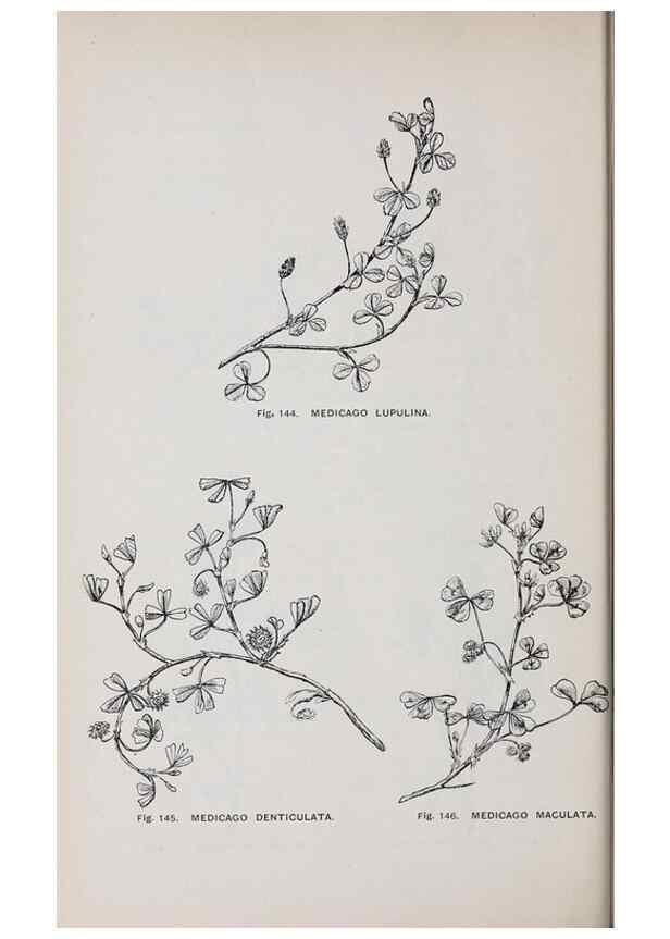 Reproducción/Reproduction 49743258221: The flora of the Liverpool district /. Liverpool :D. Marples & Co.,1902.. 