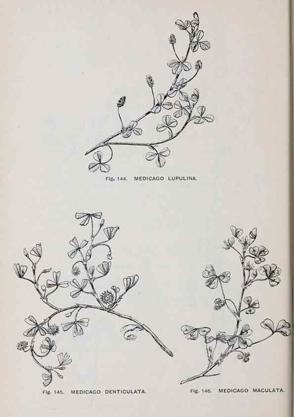 Reproducción/Reproduction 49743258221: The flora of the Liverpool district /. Liverpool :D. Marples & Co.,1902.. 