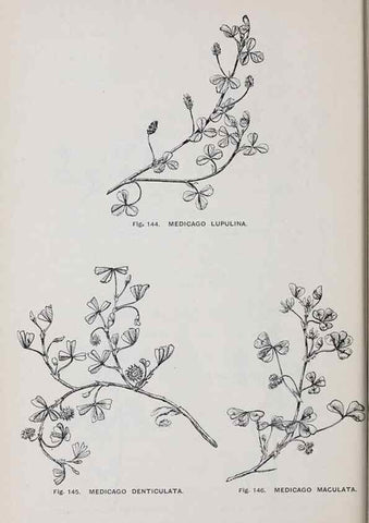 Reproducción/Reproduction 49743258221: The flora of the Liverpool district /. Liverpool :D. Marples & Co.,1902.. 