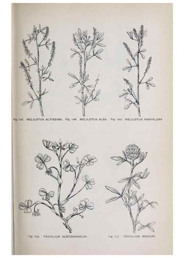 Reproducción/Reproduction 49743258371: The flora of the Liverpool district /. Liverpool :D. Marples & Co.,1902.. 