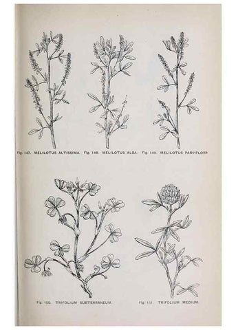 Reproducción/Reproduction 49743258371: The flora of the Liverpool district /. Liverpool :D. Marples & Co.,1902.. 