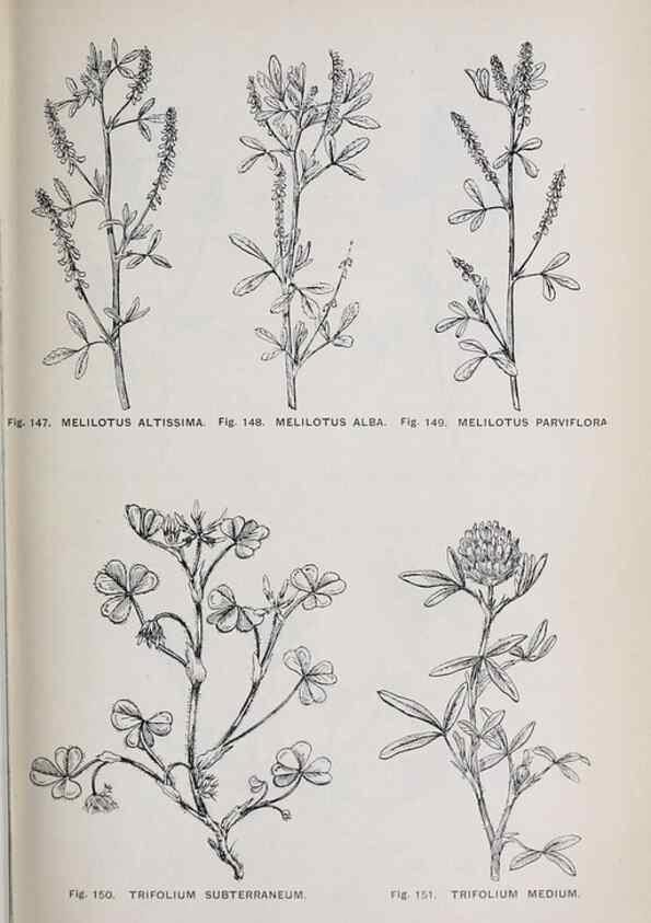 Reproducción/Reproduction 49743258371: The flora of the Liverpool district /. Liverpool :D. Marples & Co.,1902.. 