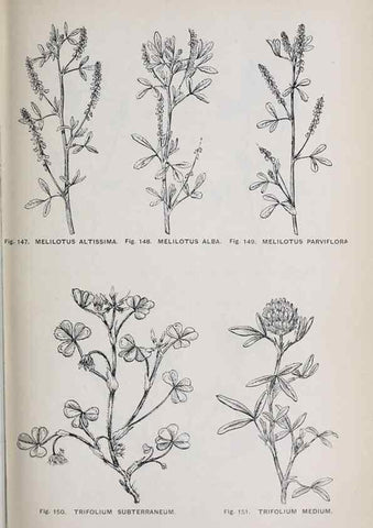 Reproducción/Reproduction 49743258371: The flora of the Liverpool district /. Liverpool :D. Marples & Co.,1902.. 