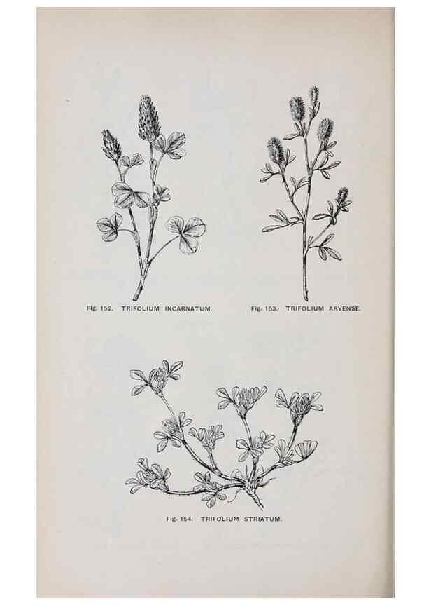 Reproducción/Reproduction 49743258761: The flora of the Liverpool district /. Liverpool :D. Marples & Co.,1902.. 