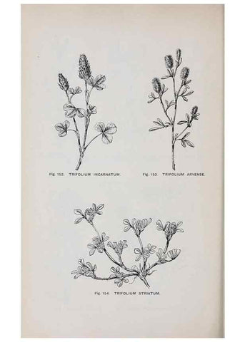Reproducción/Reproduction 49743258761: The flora of the Liverpool district /. Liverpool :D. Marples & Co.,1902.. 