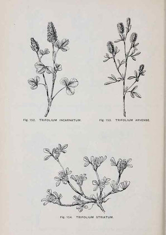 Reproducción/Reproduction 49743258761: The flora of the Liverpool district /. Liverpool :D. Marples & Co.,1902.. 