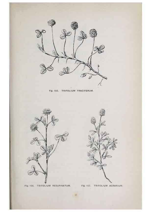 Reproducción/Reproduction 49743580827: The flora of the Liverpool district /. Liverpool :D. Marples & Co.,1902.. 