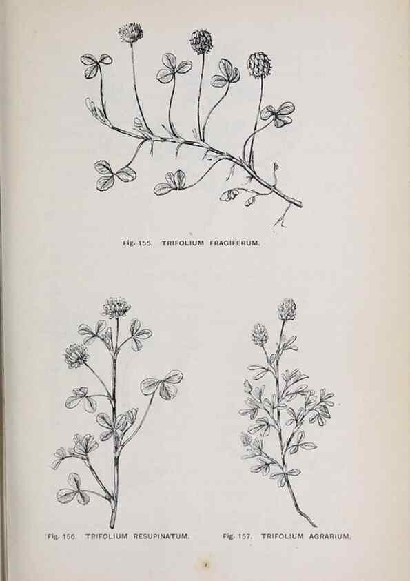 Reproducción/Reproduction 49743580827: The flora of the Liverpool district /. Liverpool :D. Marples & Co.,1902.. 