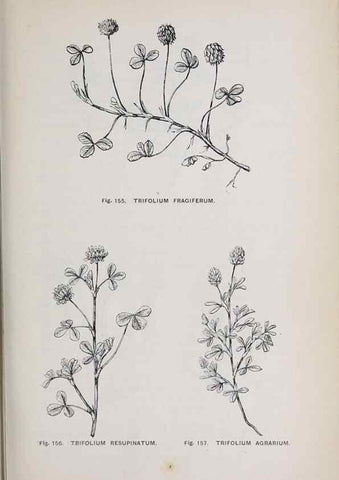 Reproducción/Reproduction 49743580827: The flora of the Liverpool district /. Liverpool :D. Marples & Co.,1902.. 