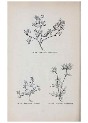 Reproducción/Reproduction 49742709823: The flora of the Liverpool district /. Liverpool :D. Marples & Co.,1902.. 