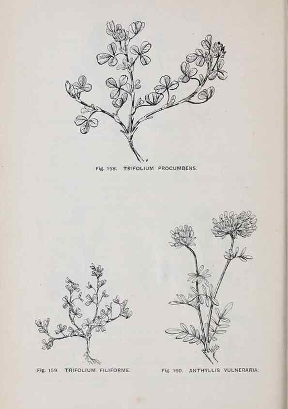 Reproducción/Reproduction 49742709823: The flora of the Liverpool district /. Liverpool :D. Marples & Co.,1902.. 